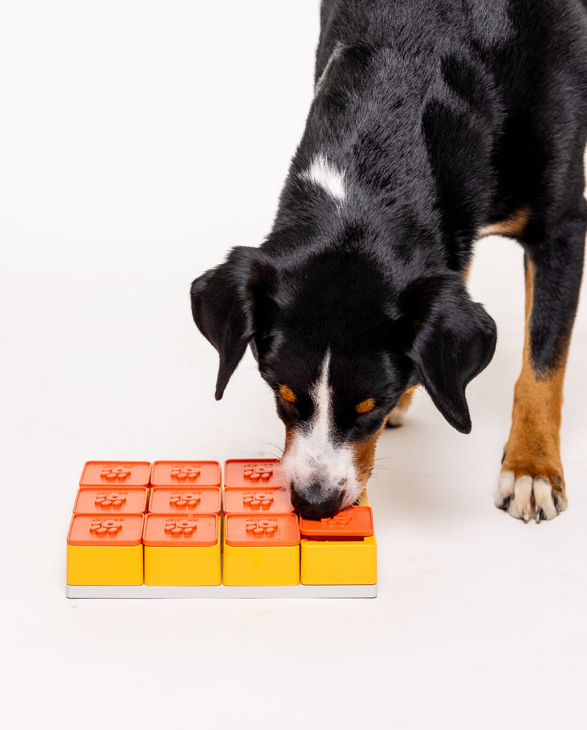 Pawzler Treat Maze